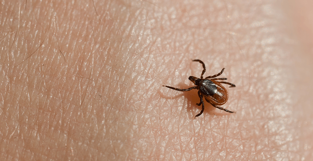 Photo of a tick on skin